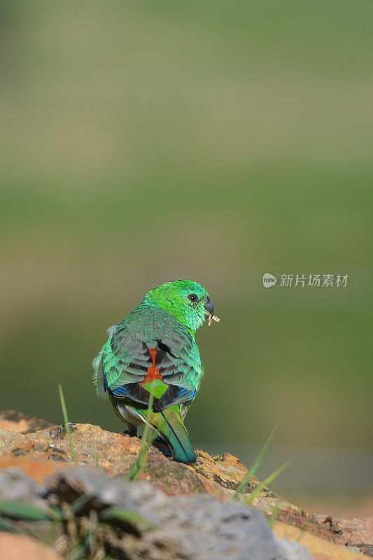 红作鹦鹉(Psephotus haematonotus)